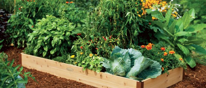 Raised Bed Vegetable Gardening