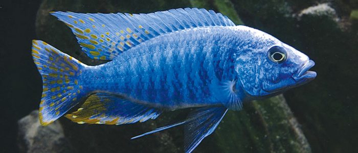 3 Best Recommendations For Effective African Cichlid Keeping