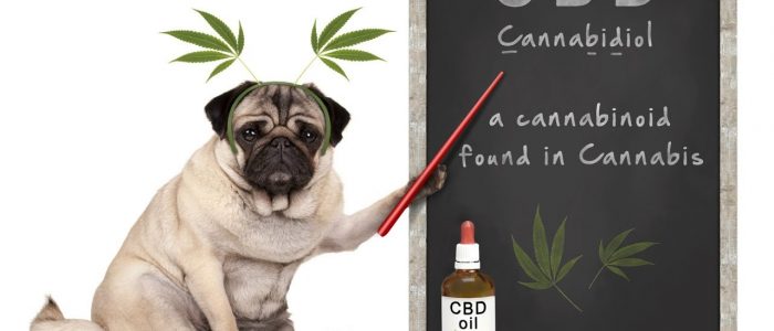 How To Avoid A Scam When Buy Cbd For Dogs?